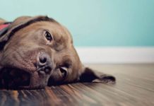 Запор у собаки