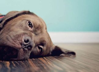 Запор у собаки