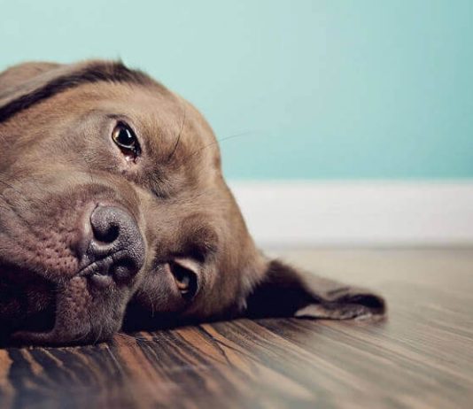 Запор у собаки