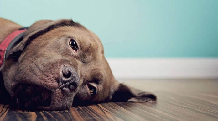 Запор у собаки