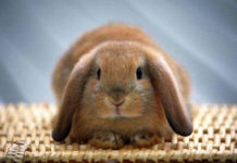 Запор у кролика
