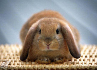Запор у кролика