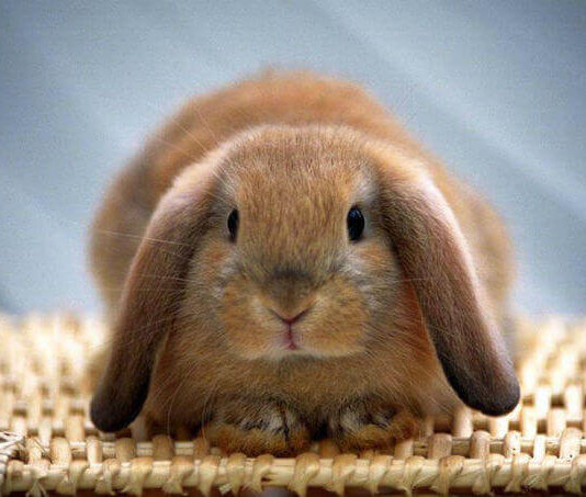 Запор у кролика