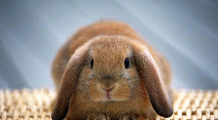 Запор у кролика