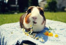 Запор у морской свинки