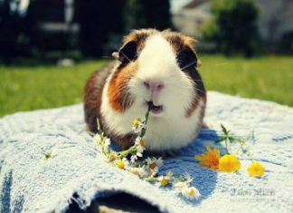 Запор у морской свинки