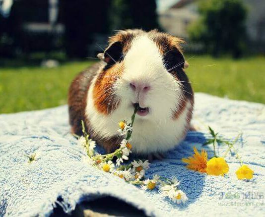 Запор у морской свинки