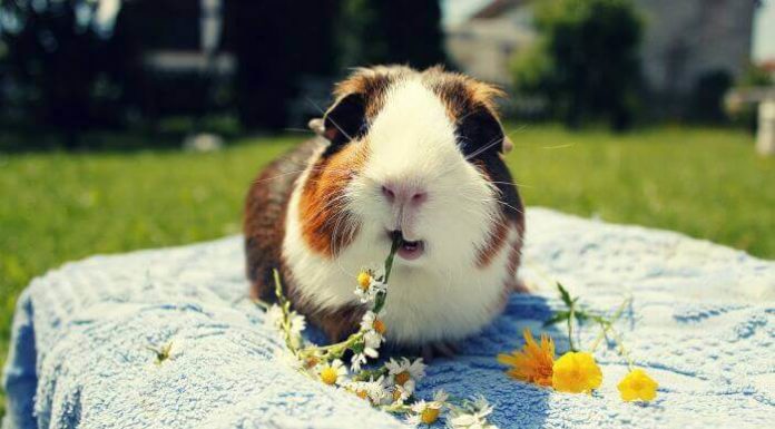 Запор у морской свинки