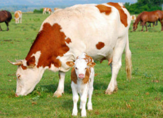 Запор у телят