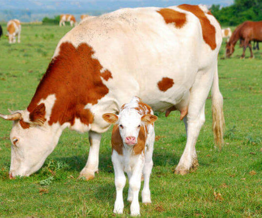 Запор у телят