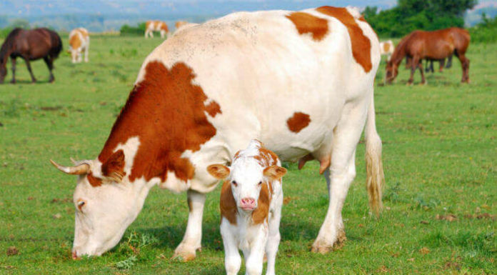 Запор у телят