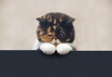 Запор у кошки