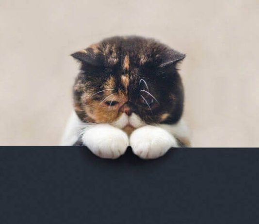 Запор у кошки