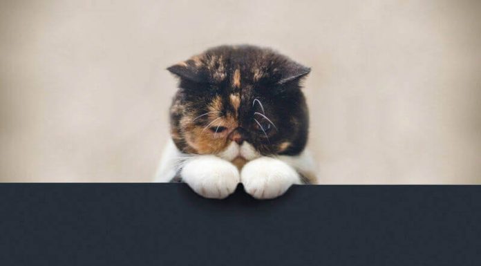 Запор у кошки