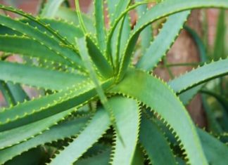 Алоэ от запора взрослым