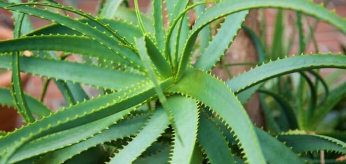 Алоэ от запора взрослым