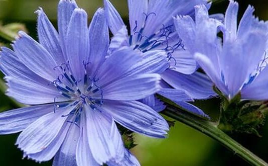 Цикорий при запоре