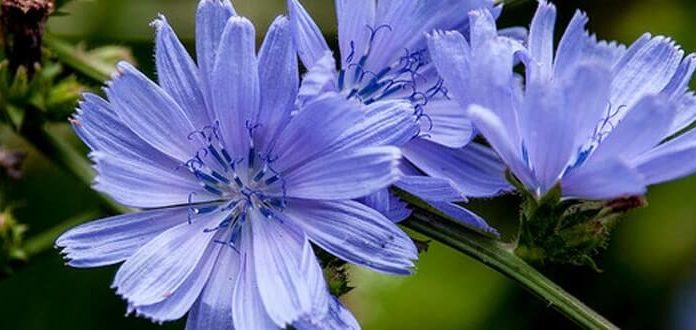 Цикорий при запоре