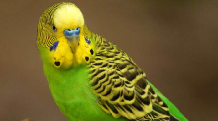 Запор у попугая