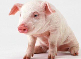 Запор у поросенка
