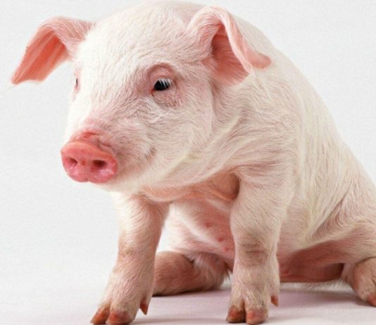 Запор у поросенка