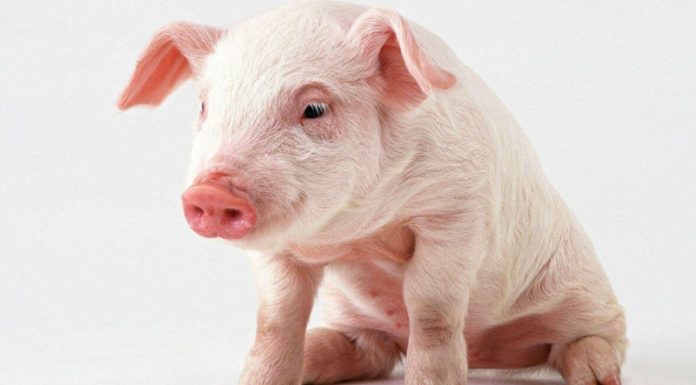 Запор у поросенка