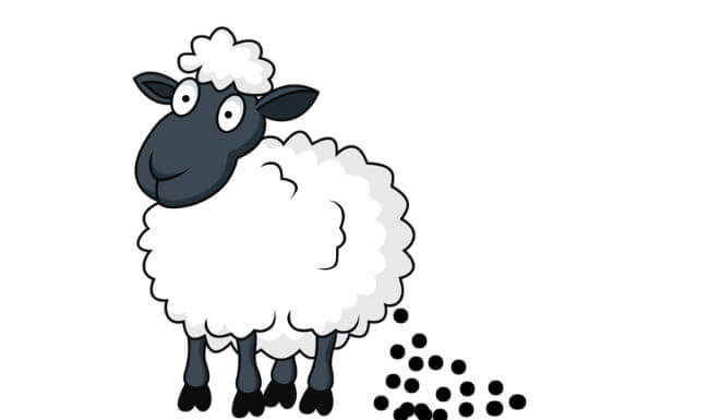 Запор — овечий кал