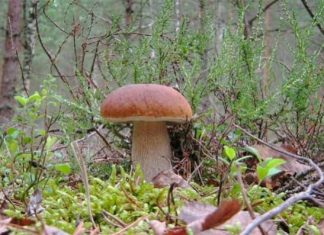 Грибы: стимулируют запор или помогают справиться?