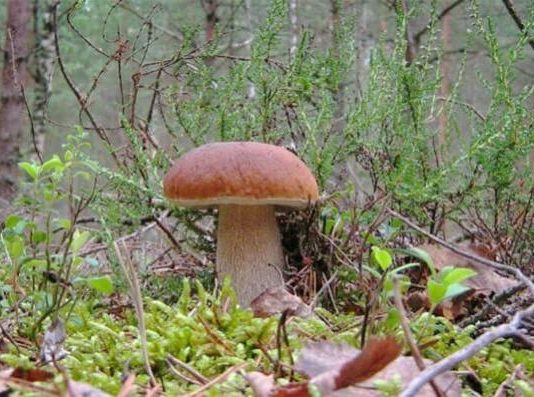 Грибы: стимулируют запор или помогают справиться?