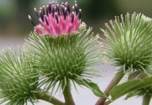 Лопух в помощь при запорах