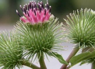 Лопух в помощь при запорах