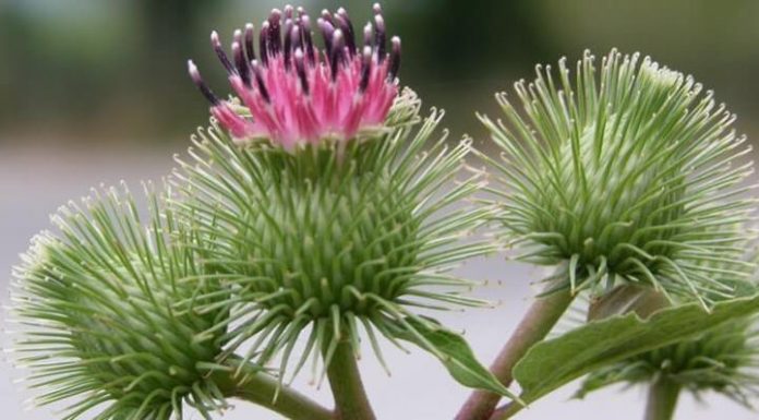 Лопух в помощь при запорах