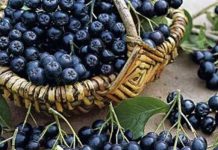 Черноплодная рябина при запоре