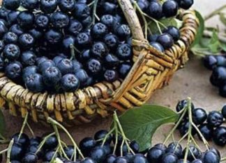 Черноплодная рябина при запоре