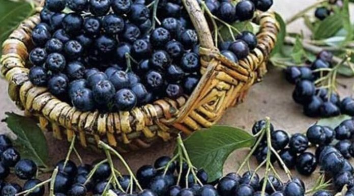 Черноплодная рябина при запоре