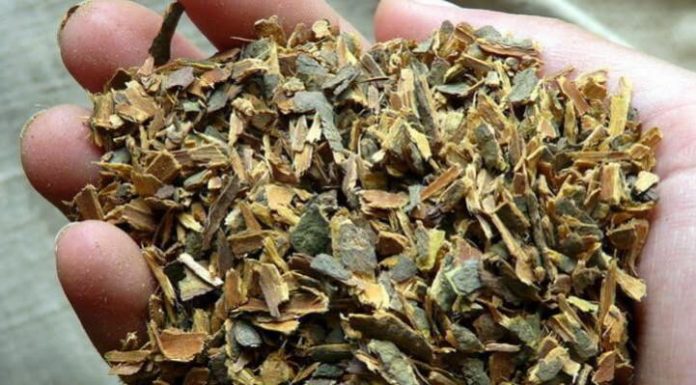 Сила крушины при запорах